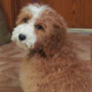 Meet your Posher, Charlotte